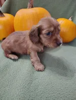 Rosie, a male Miniature Dachshund for sale in Marathon, NY – Photo 1 of 8