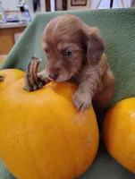 Rosie, a male Miniature Dachshund for sale in Marathon, NY – Photo 3 of 8