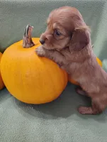 Rosie, a male Miniature Dachshund for sale in Marathon, NY – Photo 7 of 8