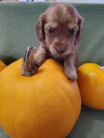 Rosie, a male Miniature Dachshund for sale in Marathon, NY – Photo 4 of 8