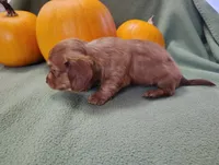 Rosie, a male Miniature Dachshund for sale in Marathon, NY – Photo 8 of 8