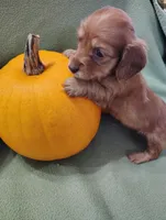 Rosie, a male Miniature Dachshund for sale in Marathon, NY – Photo 6 of 8