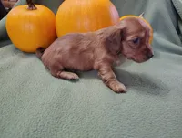 Rosie, a male Miniature Dachshund for sale in Marathon, NY – Photo 5 of 8