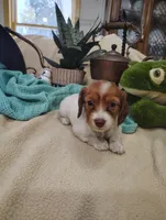 Pebbles, a female Miniature Dachshund for sale in Marathon, NY – 2 of 8