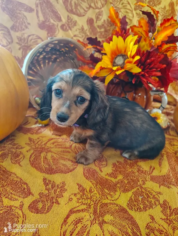 Pecan – Miniature Dachshund puppy for sale in Marathon, NY