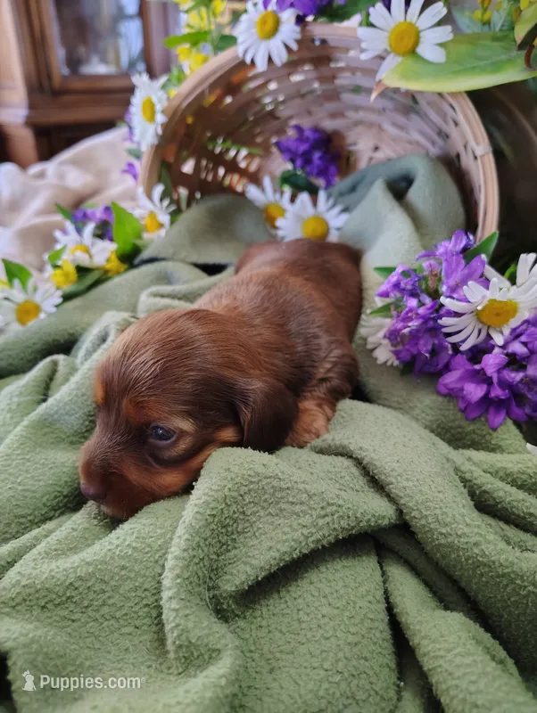 Oakley – Miniature Dachshund puppy for sale in Marathon, NY