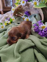 Oakley, a male Miniature Dachshund for sale in Marathon, NY – 1 of 5
