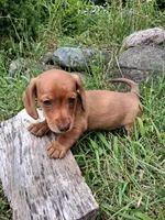 Buff, a male Miniature Dachshund for sale in Marathon, NY – 5 of 7