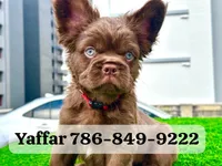 Red Teddy Bear, a male French Bulldog for sale in Miami, FL – 2 of 4