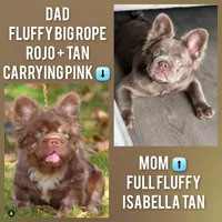 Red Teddy Bear, a male French Bulldog for sale in Miami, FL – 4 of 4