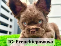 Red Teddy Bear, a male French Bulldog for sale in Miami, FL – 3 of 4