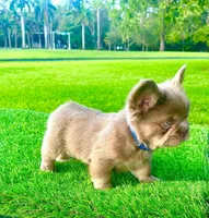 New Shade Fluffy Male (Tiny size), a male French Bulldog for sale in Miami, FL – 2 of 3