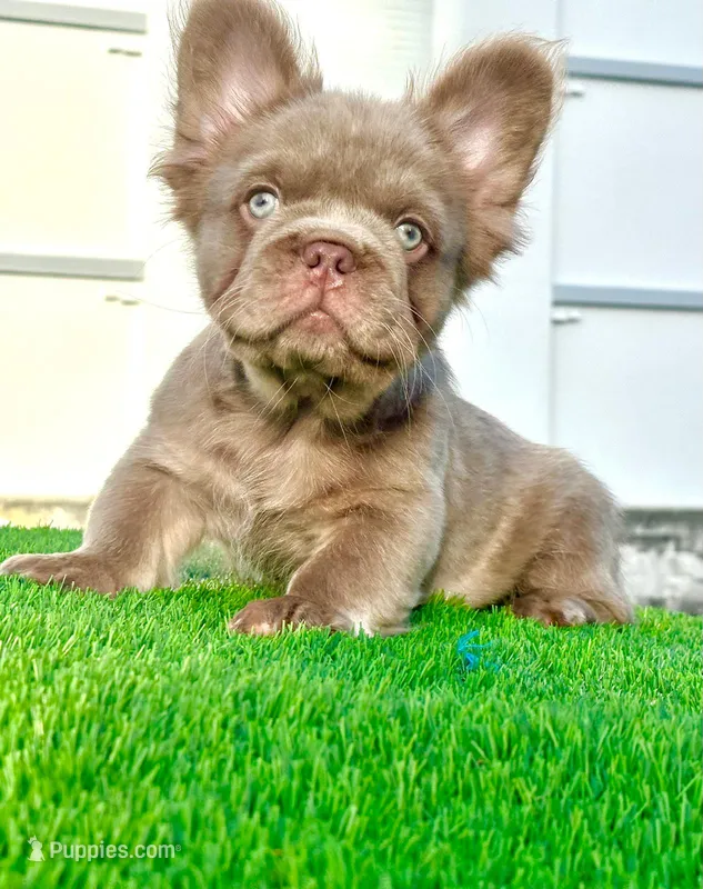 New Shade Isabella Fluffy Male (Tiny size) – French Bulldog puppy for sale in Miami, FL