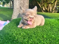 New Shade Fluffy Male (Tiny size), a male French Bulldog for sale in Miami, FL – 3 of 3