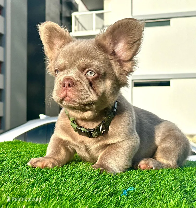 Richie – French Bulldog puppy for sale in Miami, FL