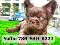 Red Teddy Bear, a male French Bulldog for sale in Miami, FL – 1 of 4