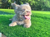 New Shade Fluffy Male (Tiny size), a male French Bulldog for sale in Miami, FL – 1 of 3