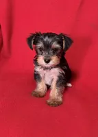 Dahlia, a female Yorkshire Terrier for sale in Greeneville, TN – Photo 3 of 6