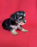 Dahlia, a female Yorkshire Terrier for sale in Greeneville, TN – Photo 4 of 6