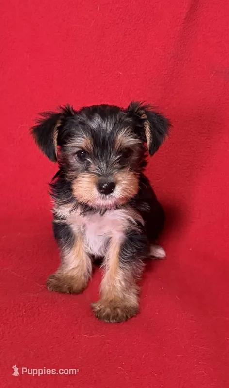 Dahlia – Yorkshire Terrier puppy for sale in Greeneville, TN