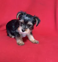 Dahlia, a female Yorkshire Terrier for sale in Greeneville, TN – Photo 5 of 6
