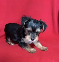 Dahlia, a female Yorkshire Terrier for sale in Greeneville, TN – Photo 6 of 6