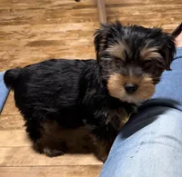 Yarrow, a male Yorkshire Terrier for sale in Greeneville, TN – Photo 3 of 4