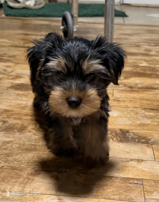 Yarrow – Yorkshire Terrier puppy for sale in Greeneville, TN