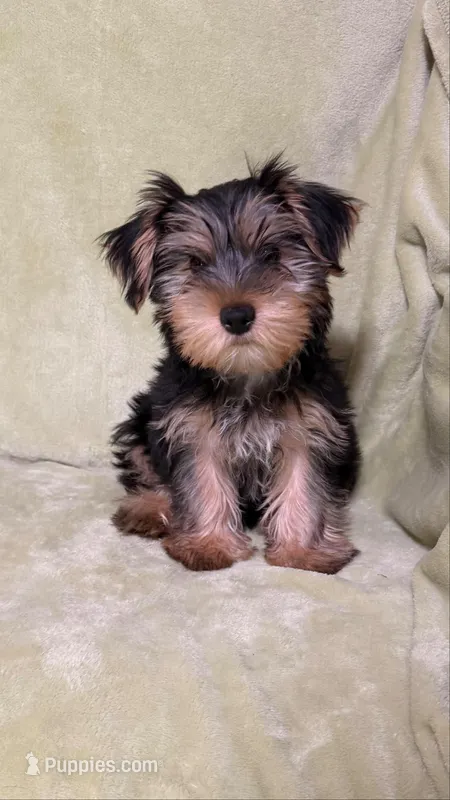 Yarrow – Yorkshire Terrier puppy for sale in Greeneville, TN