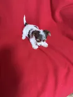 Daisy, a female Yorkshire Terrier for sale in Greeneville, TN – Photo 4 of 4