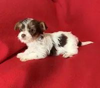 Daisy, a female Yorkshire Terrier for sale in Greeneville, TN – Photo 3 of 4