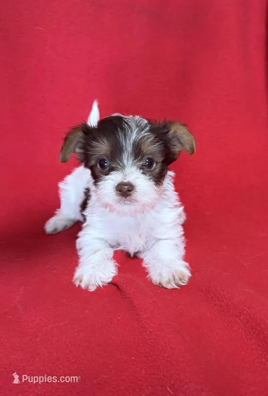 Daisy – Yorkshire Terrier puppy for sale in Greeneville, TN