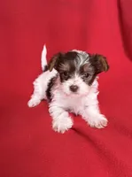 Daisy, a female Yorkshire Terrier for sale in Greeneville, TN – Photo 2 of 4