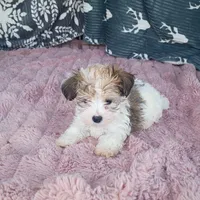Johnny , a male Morkie for sale in Tollesboro, KY – 3 of 4