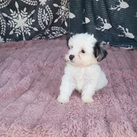 Kevin , a male Morkie for sale in Tollesboro, KY – 2 of 5