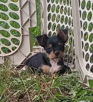 Spud, a male Yorkshire Terrier for sale in Tollesboro, KY – 2 of 5