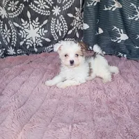Anne , a female Morkie for sale in Tollesboro, KY – 1 of 4