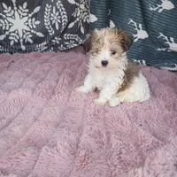 Johnny , a male Morkie for sale in Tollesboro, KY – 2 of 4