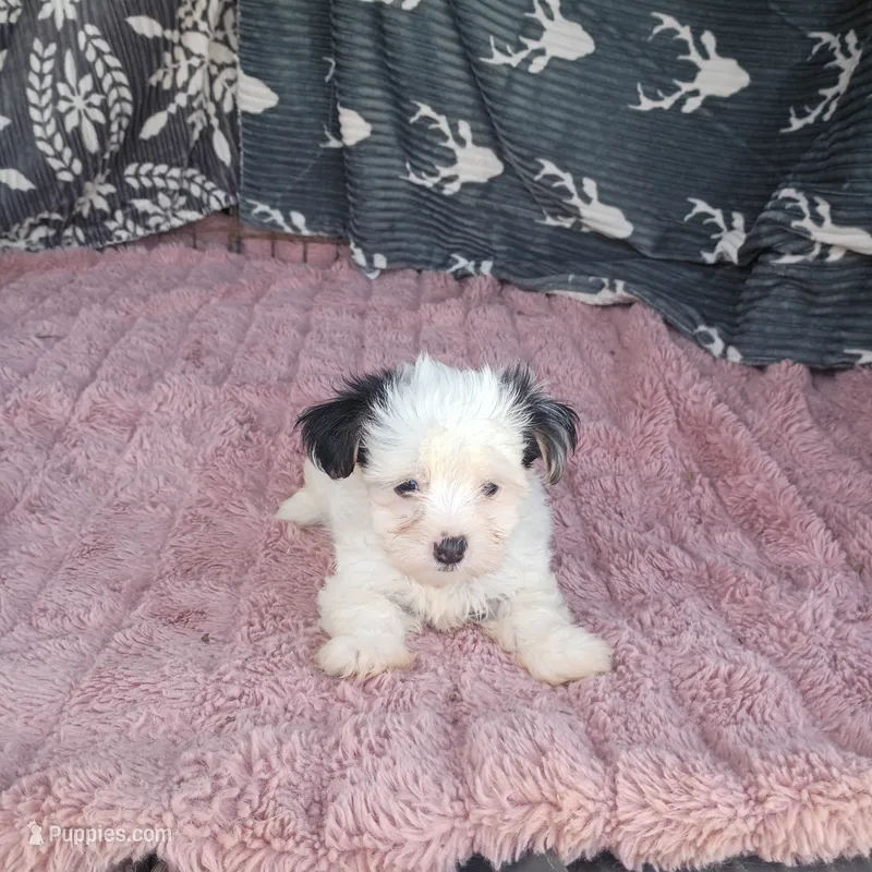 Kevin  – Morkie puppy for sale in Tollesboro, KY