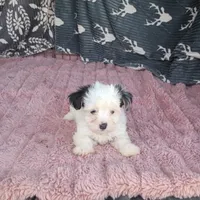 Kevin , a male Morkie for sale in Tollesboro, KY – 1 of 5