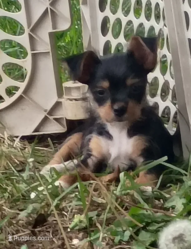 Spud – Yorkshire Terrier puppy for sale in Tollesboro, KY