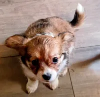 Shantel, a female Chihuahua for sale in Tollesboro, KY – 2 of 4