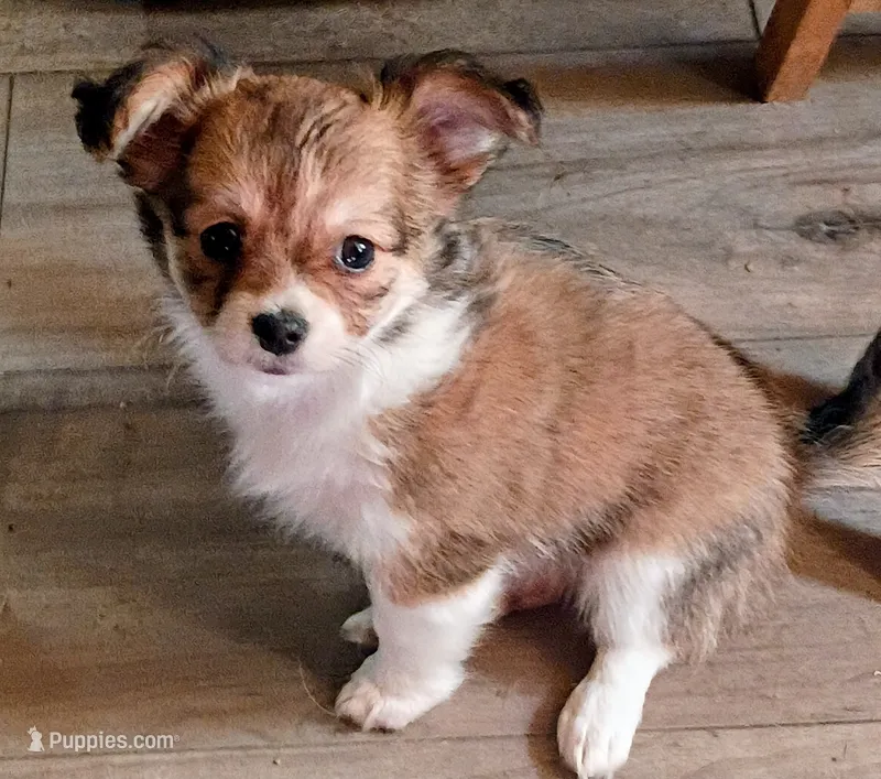 Shantel – Chihuahua puppy for sale in Tollesboro, KY