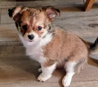 Shantel, a female Chihuahua for sale in Tollesboro, KY – 1 of 4
