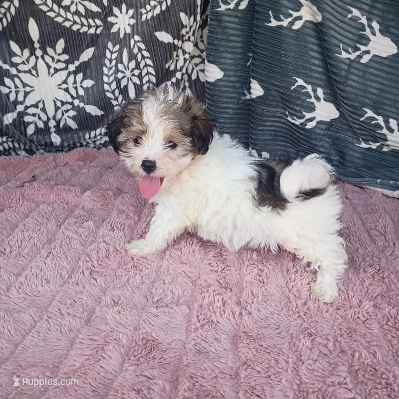 Markus  – Morkie puppy for sale in Tollesboro, KY