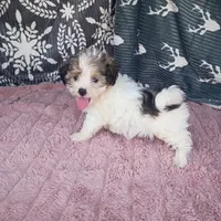 Markus , a male Morkie for sale in Tollesboro, KY – 1 of 2