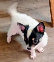 Walter , a male Chihuahua for sale in Tollesboro, KY – 3 of 5