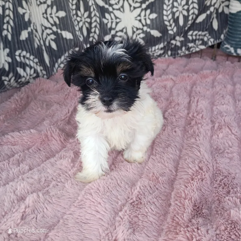 Sky  – Morkie puppy for sale in Tollesboro, KY
