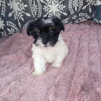 Sky , a female Morkie for sale in Tollesboro, KY – 1 of 4