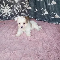 Anne , a female Morkie for sale in Tollesboro, KY – 4 of 4